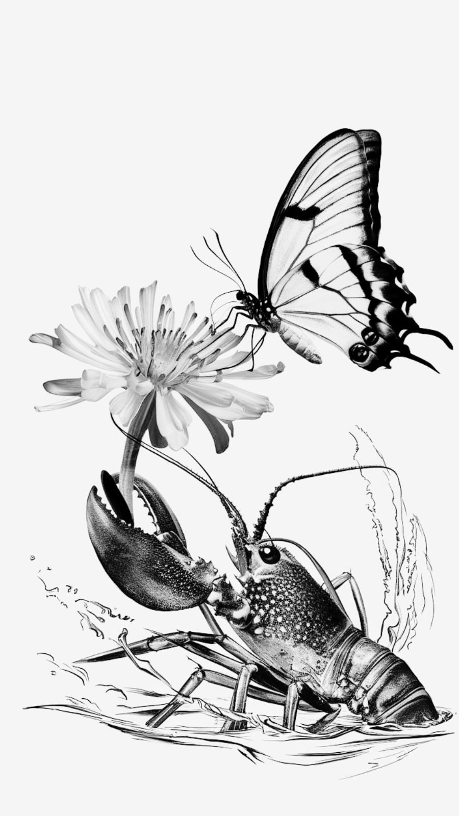 butterfly and lobster