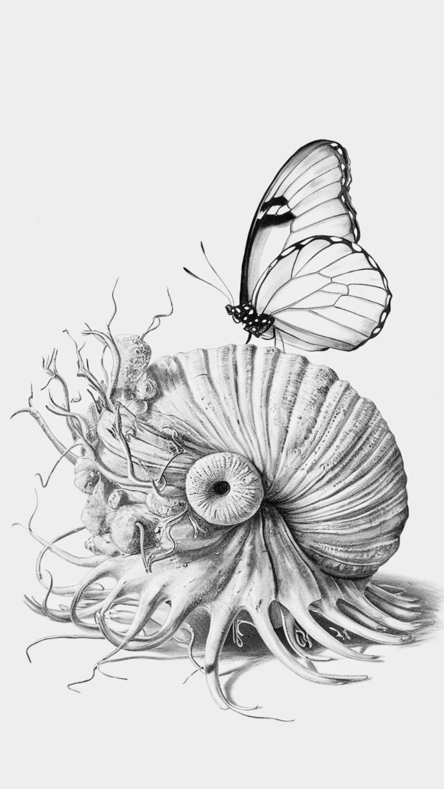butterfly and shell