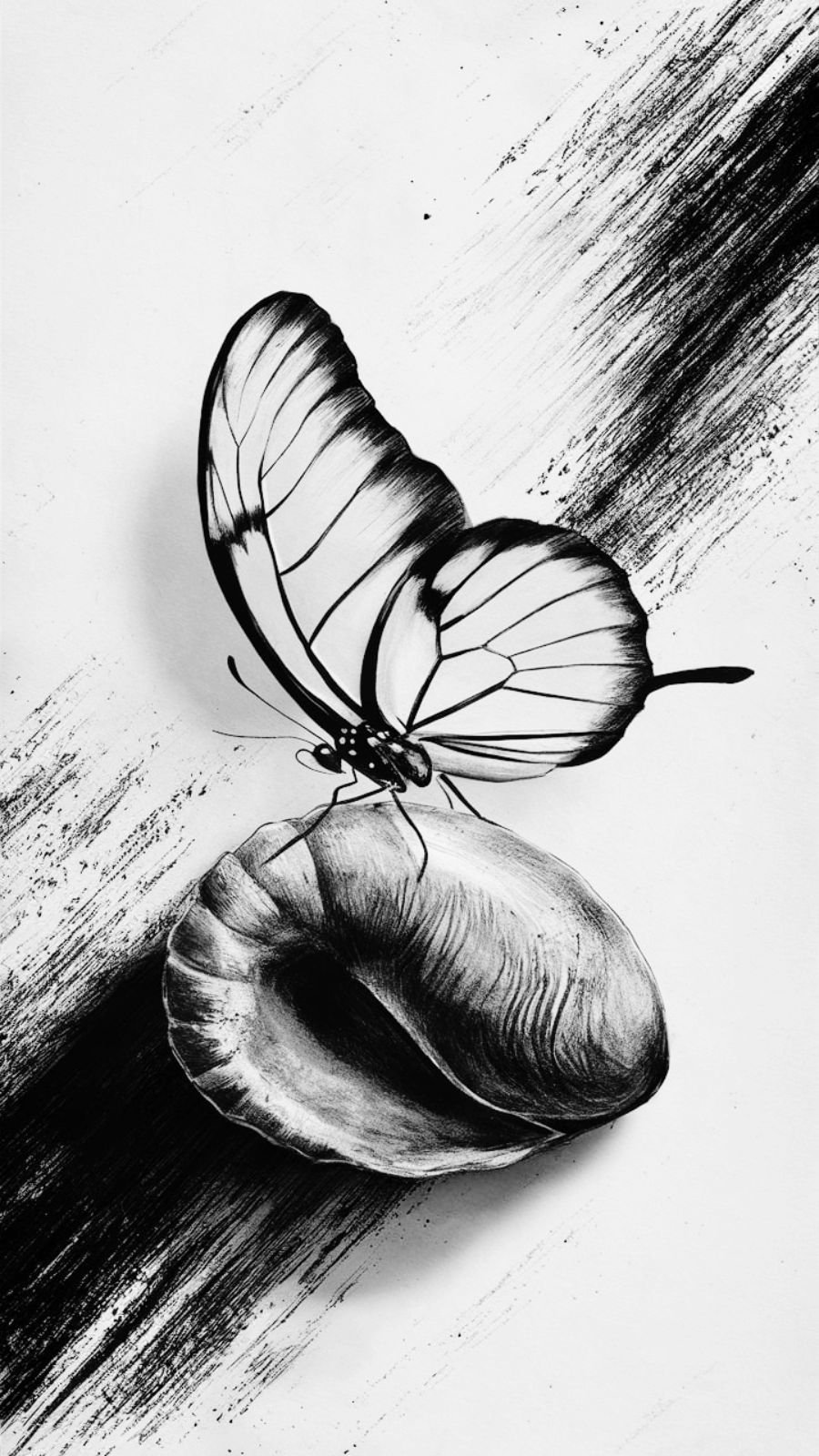 butterfly and shell