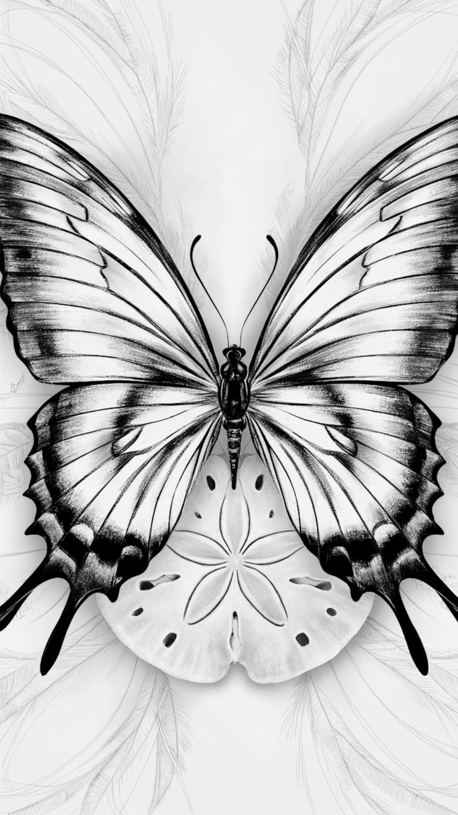 butterfly and shell