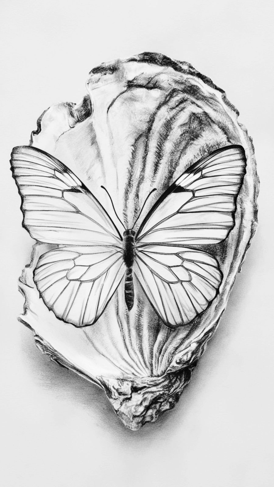 butterfly and shell