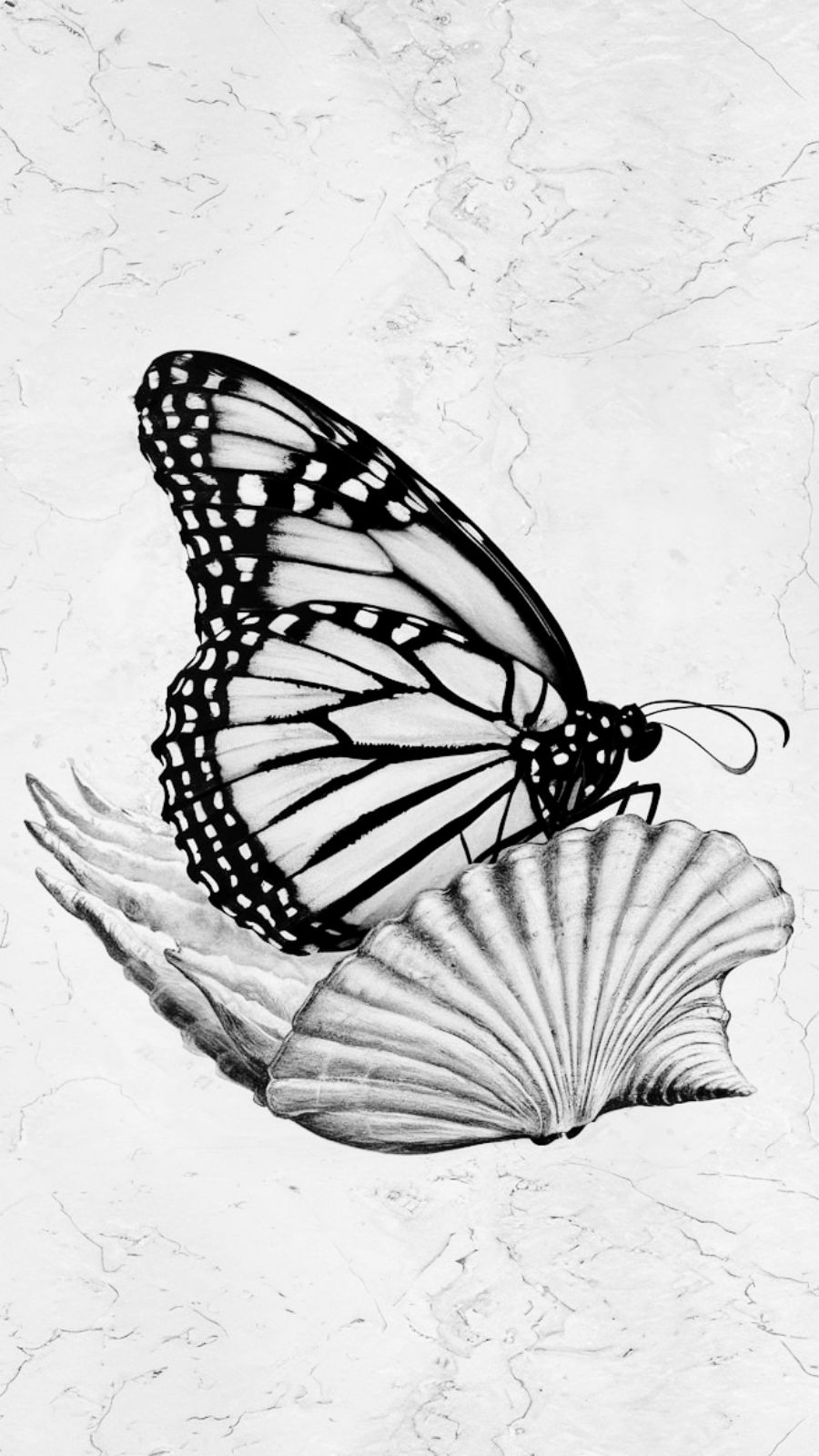 butterfly and shell