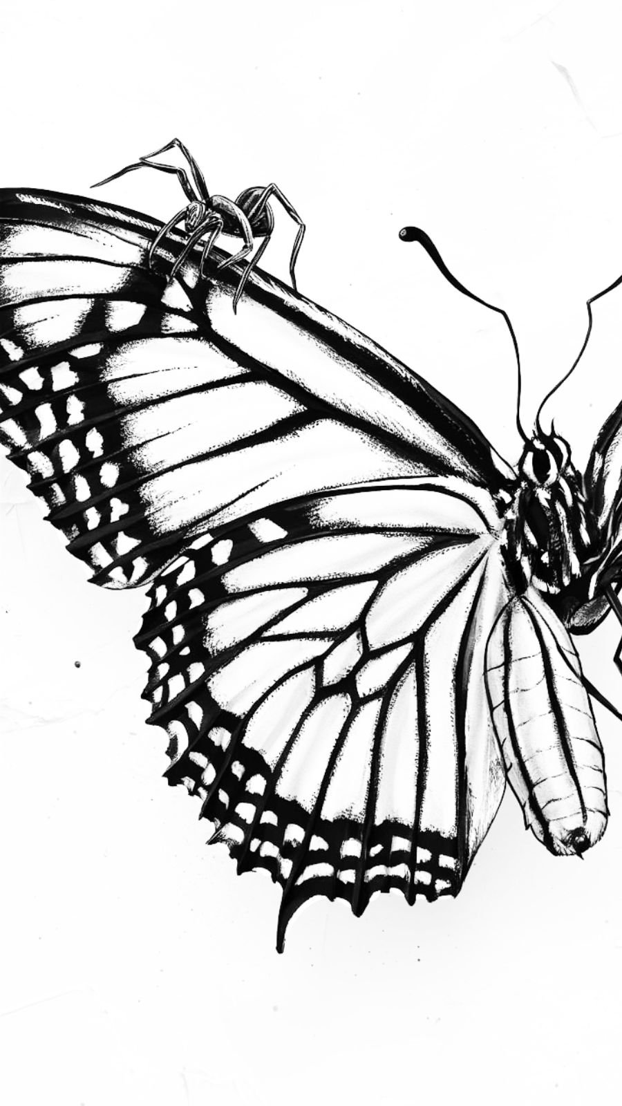 butterfly and spider