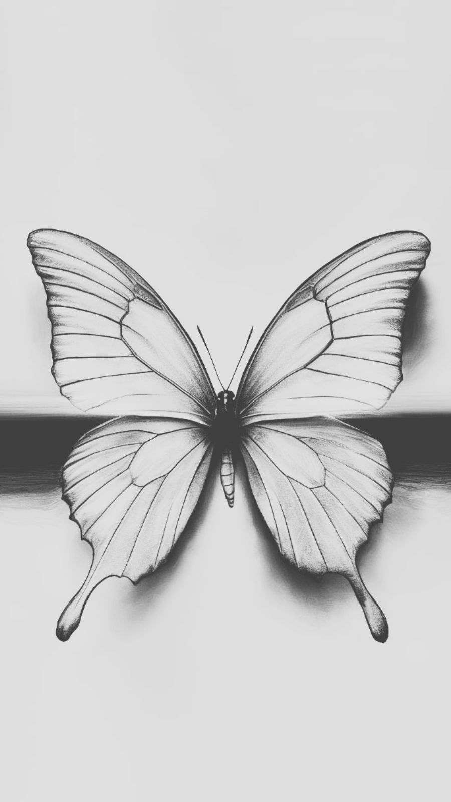 butterfly and sunrise