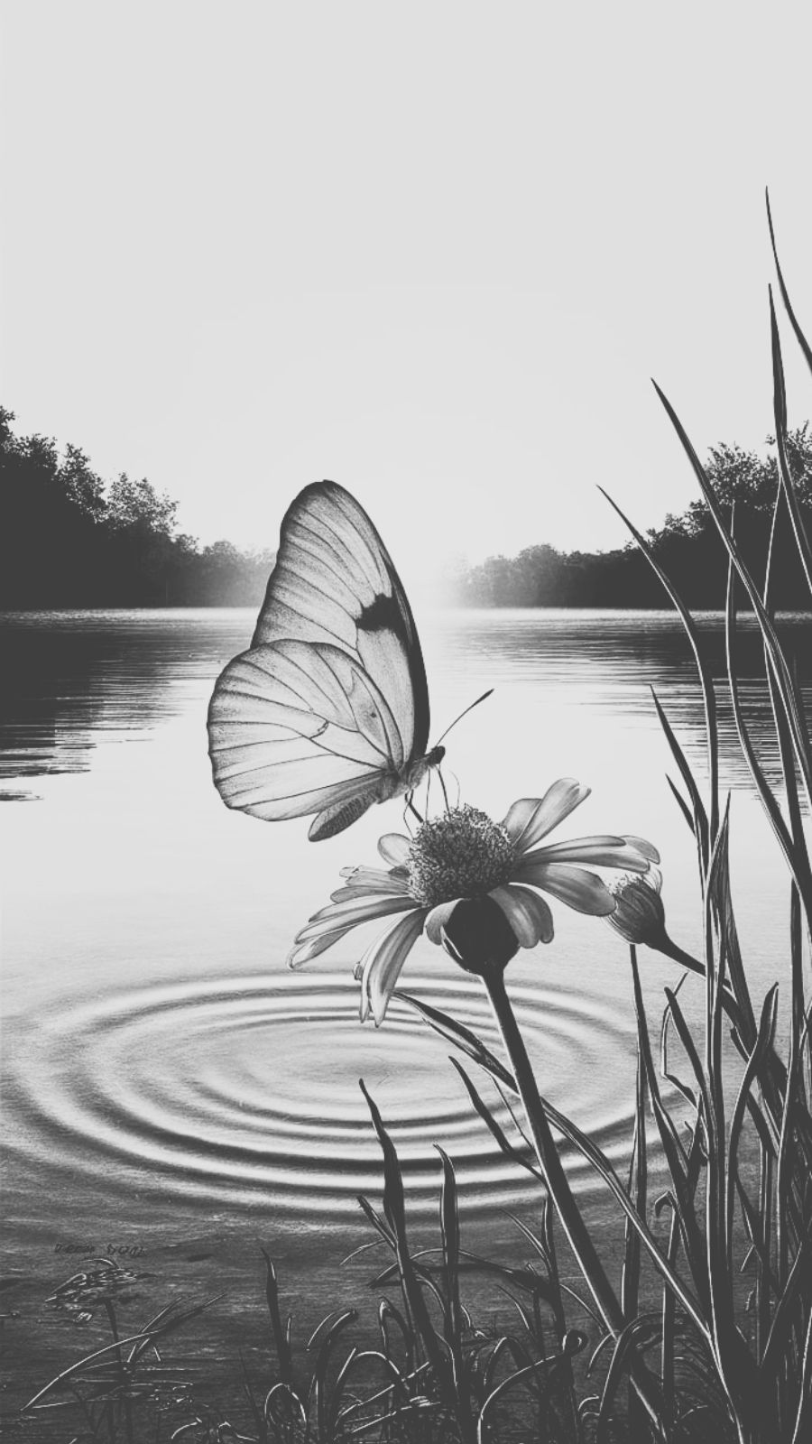 butterfly and sunrise