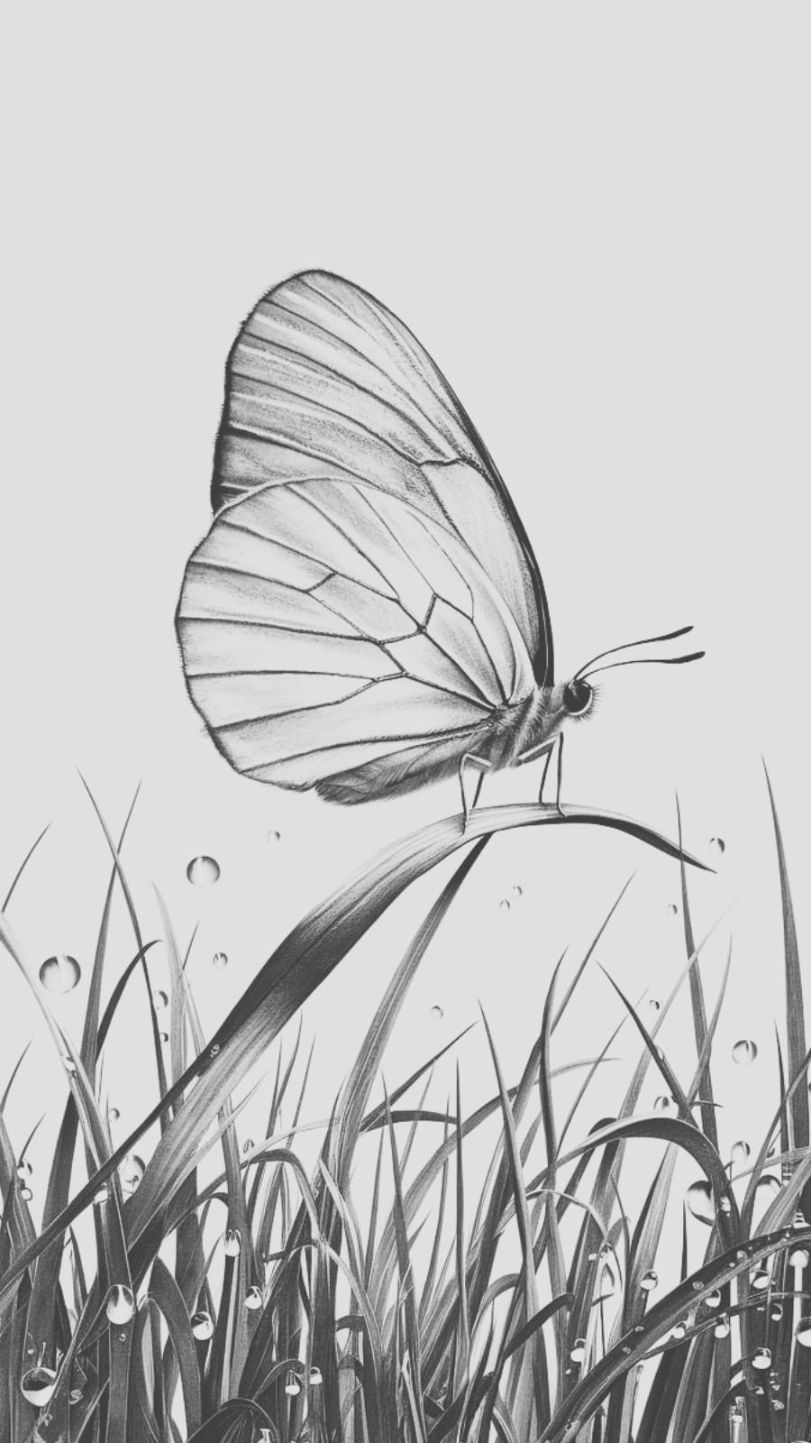 butterfly and sunrise
