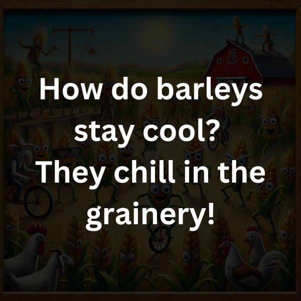 How do barleys stay cool? They chill in the grainery!