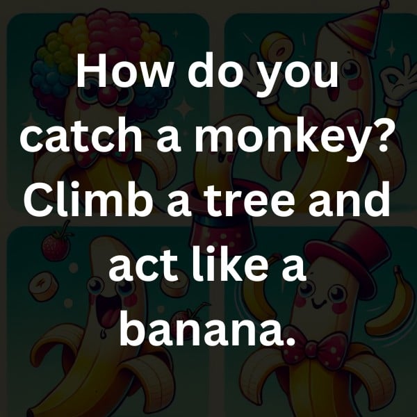 How do you catch a monkey? Climb a tree and act like a banana.