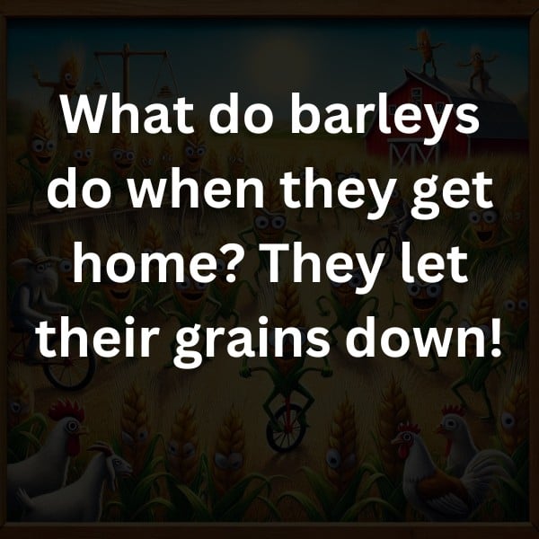 What do barleys do when they get home? They let their grains down!