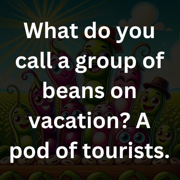 What do you call a group of beans on vacation A pod of tourists.