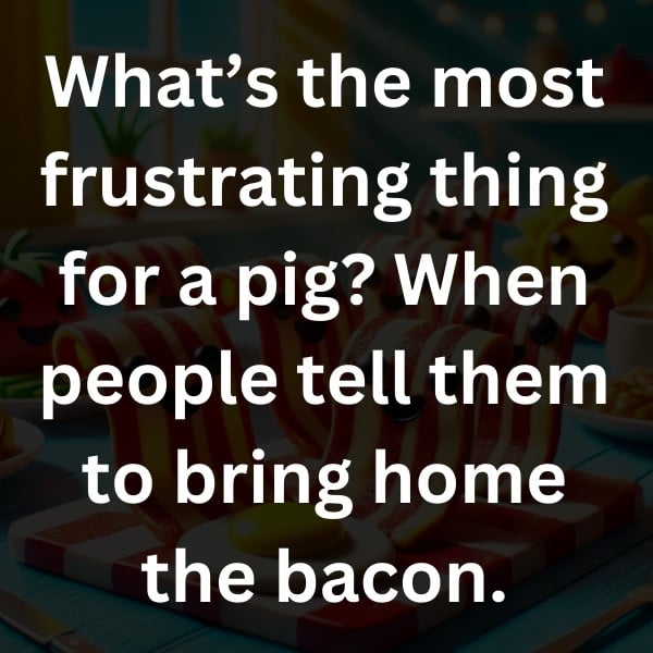 What’s the most frustrating thing for a pig_ When people tell them to bring home the bacon