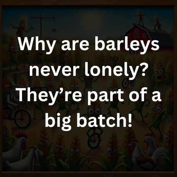Why are barleys never lonely? They’re part of a big batch!