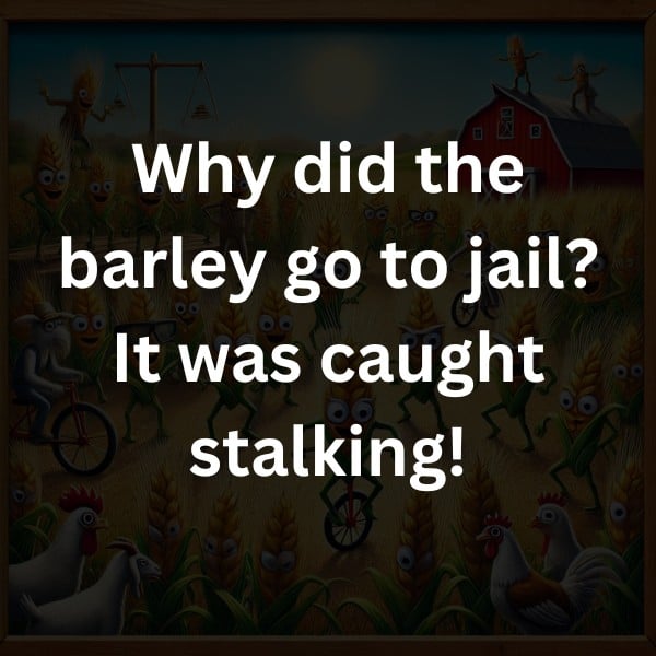 Why did the barley go to jail? It was caught stalking!