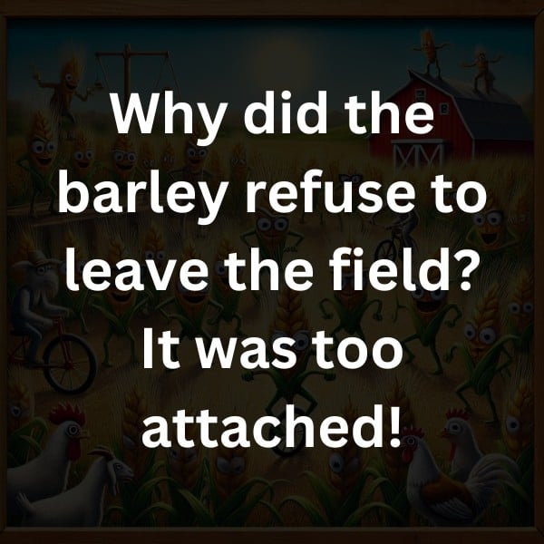 Why did the barley refuse to leave the field? It was too attached!