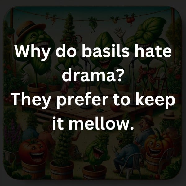 Why do basils hate drama? They prefer to keep it mellow.