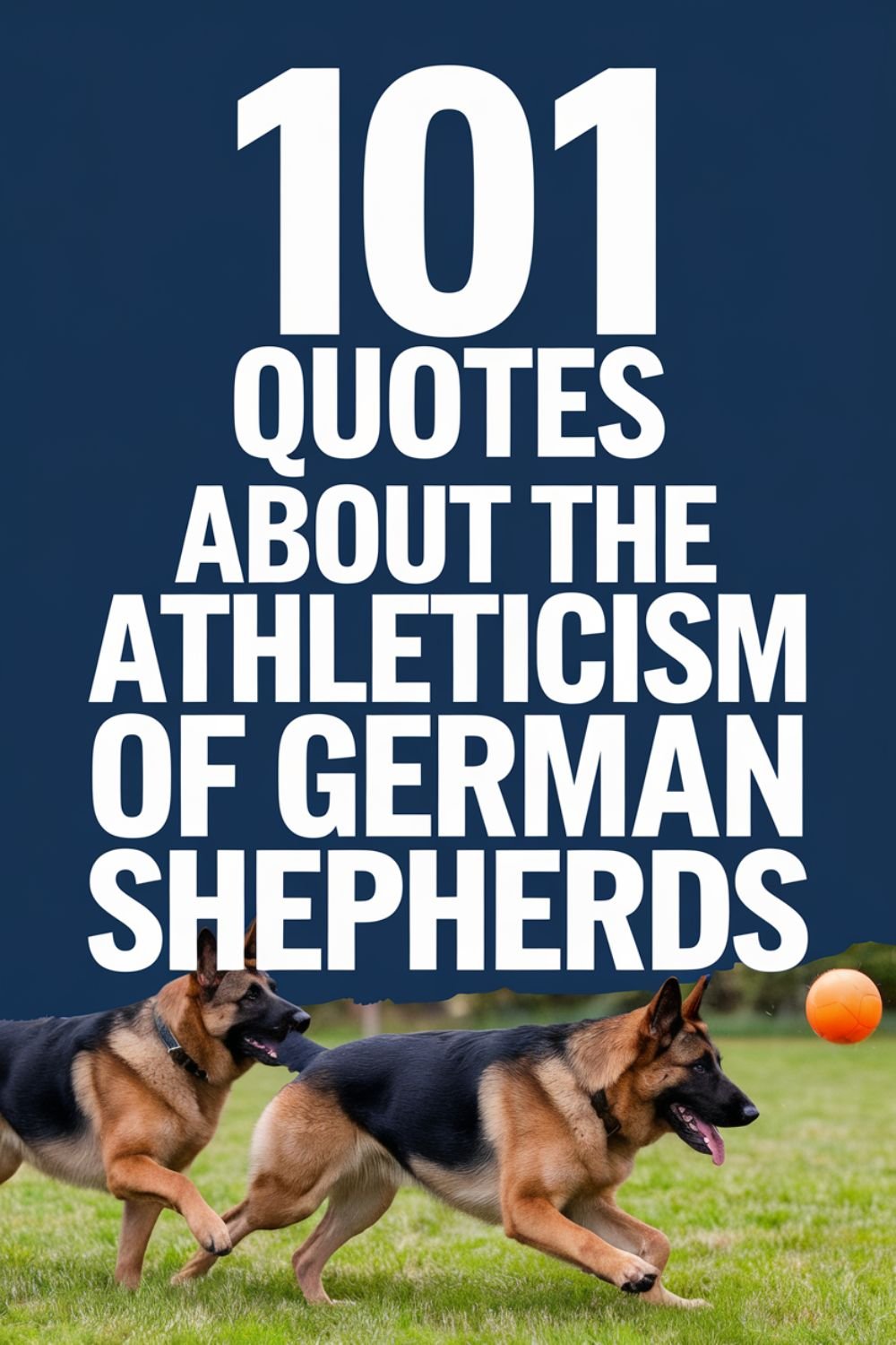 101 Quotes About the Athleticism of German Shepherds