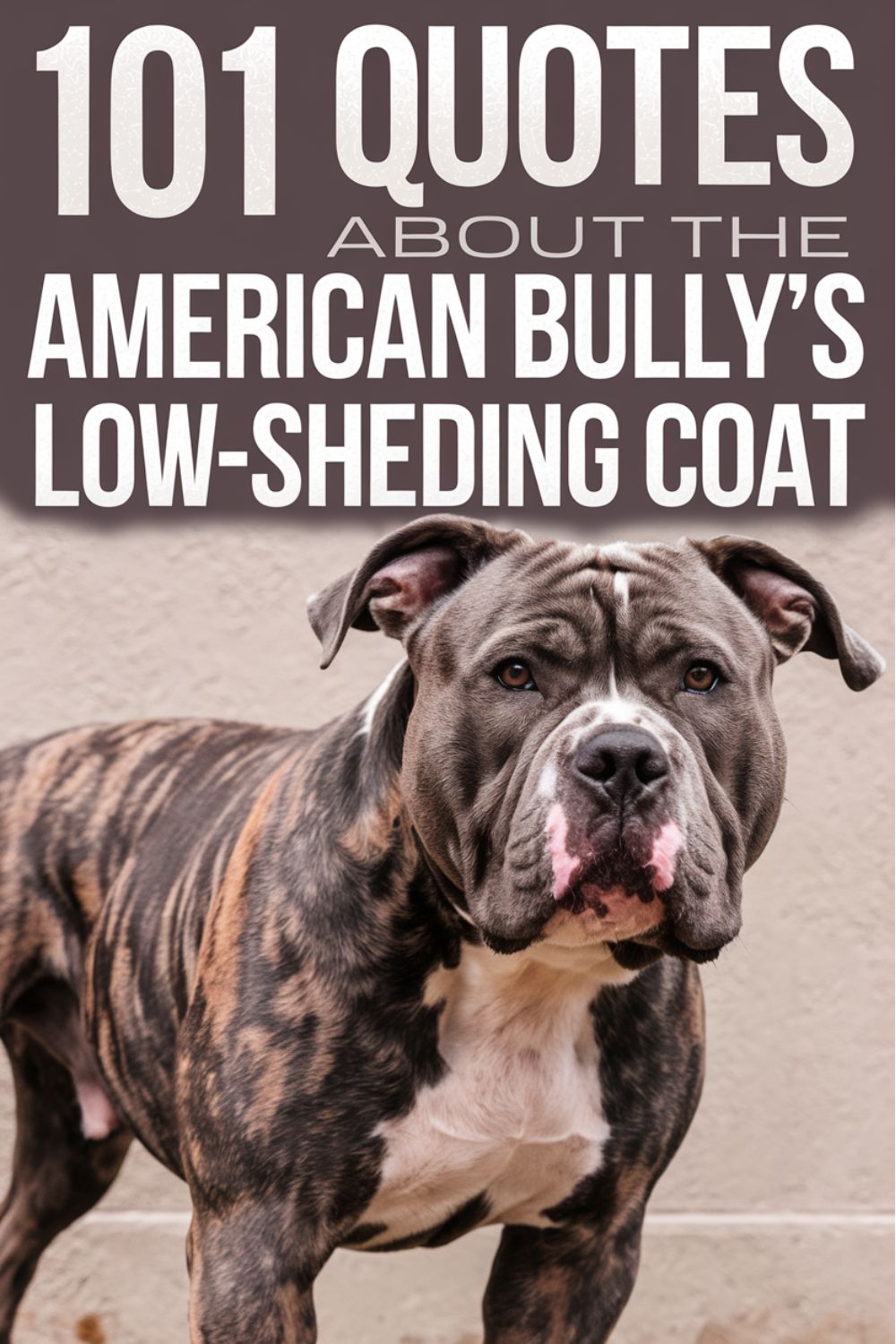 101 Quotes About the American Bully’s Low-Shedding Coat