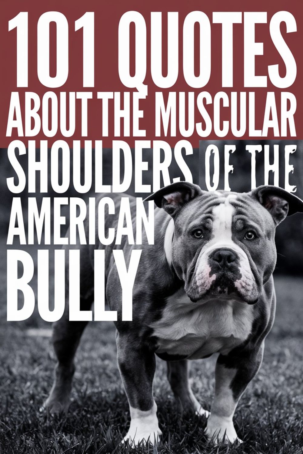 101 Quotes About the Muscular Shoulders of the American Bully