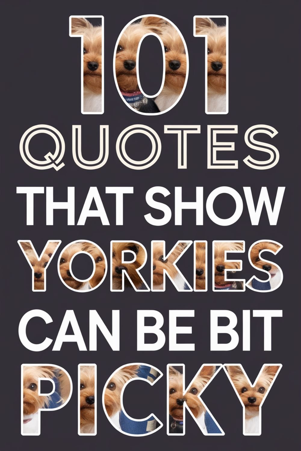101 Quotes That Show Yorkies Can Be A Bit Picky