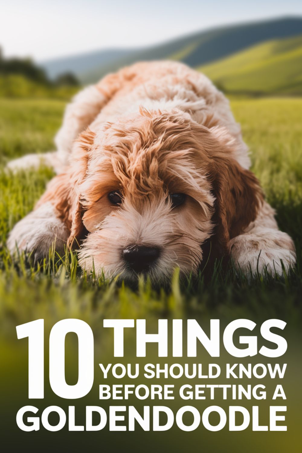 11 things you should know before getting a goldendoodle