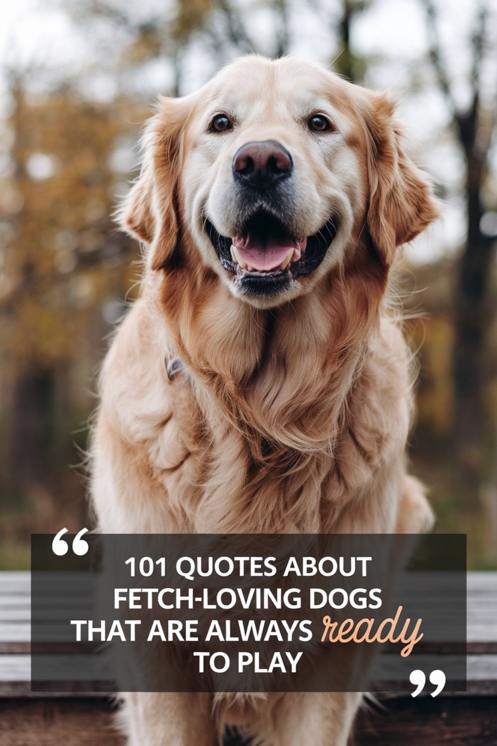 101 Quotes About Fetch-Loving Dogs That Are Always Ready to Play