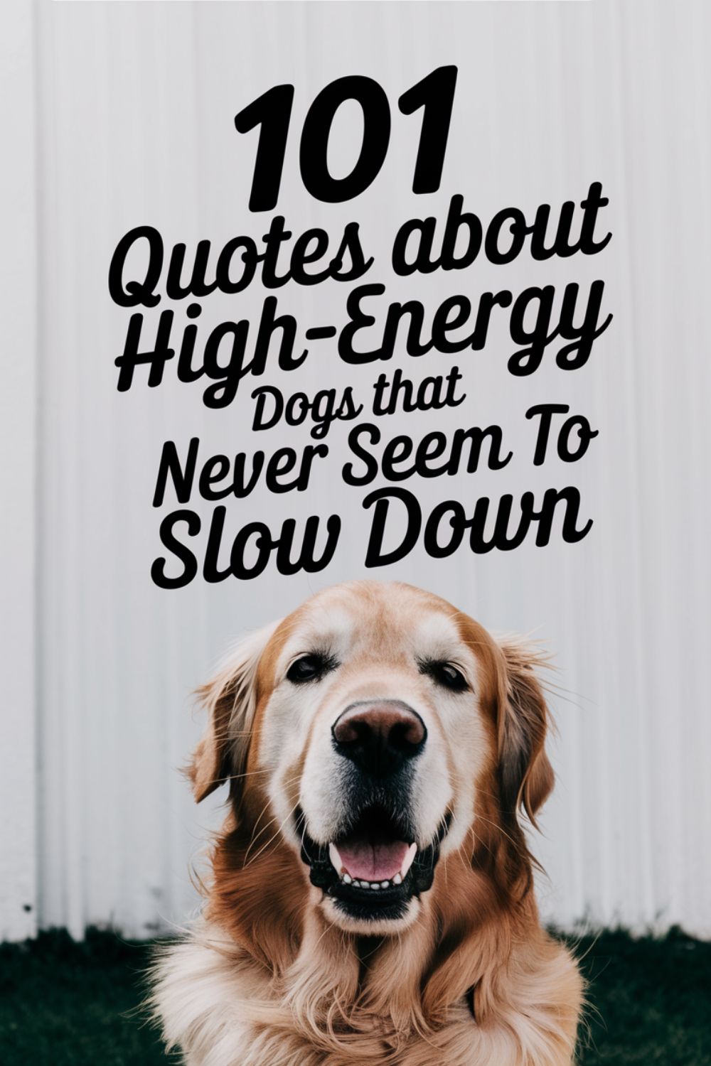 101 Quotes About High-Energy Dogs That Never Seem to Slow Down
