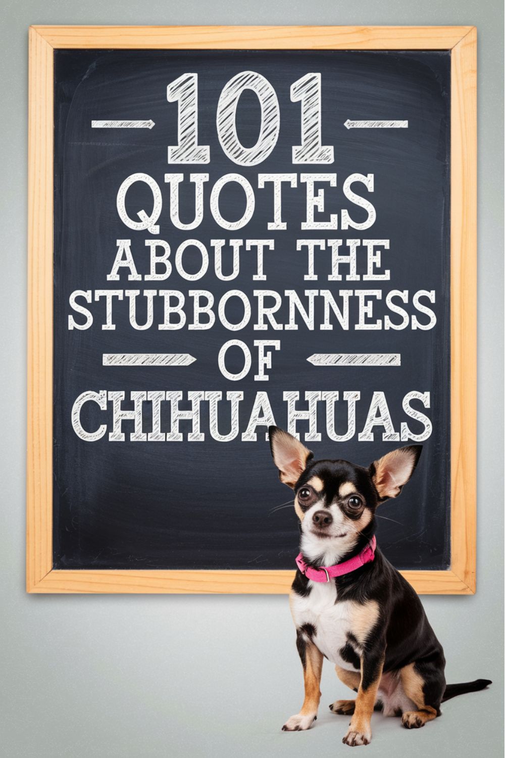 101 Quotes About the Stubbornness of Chihuahuas