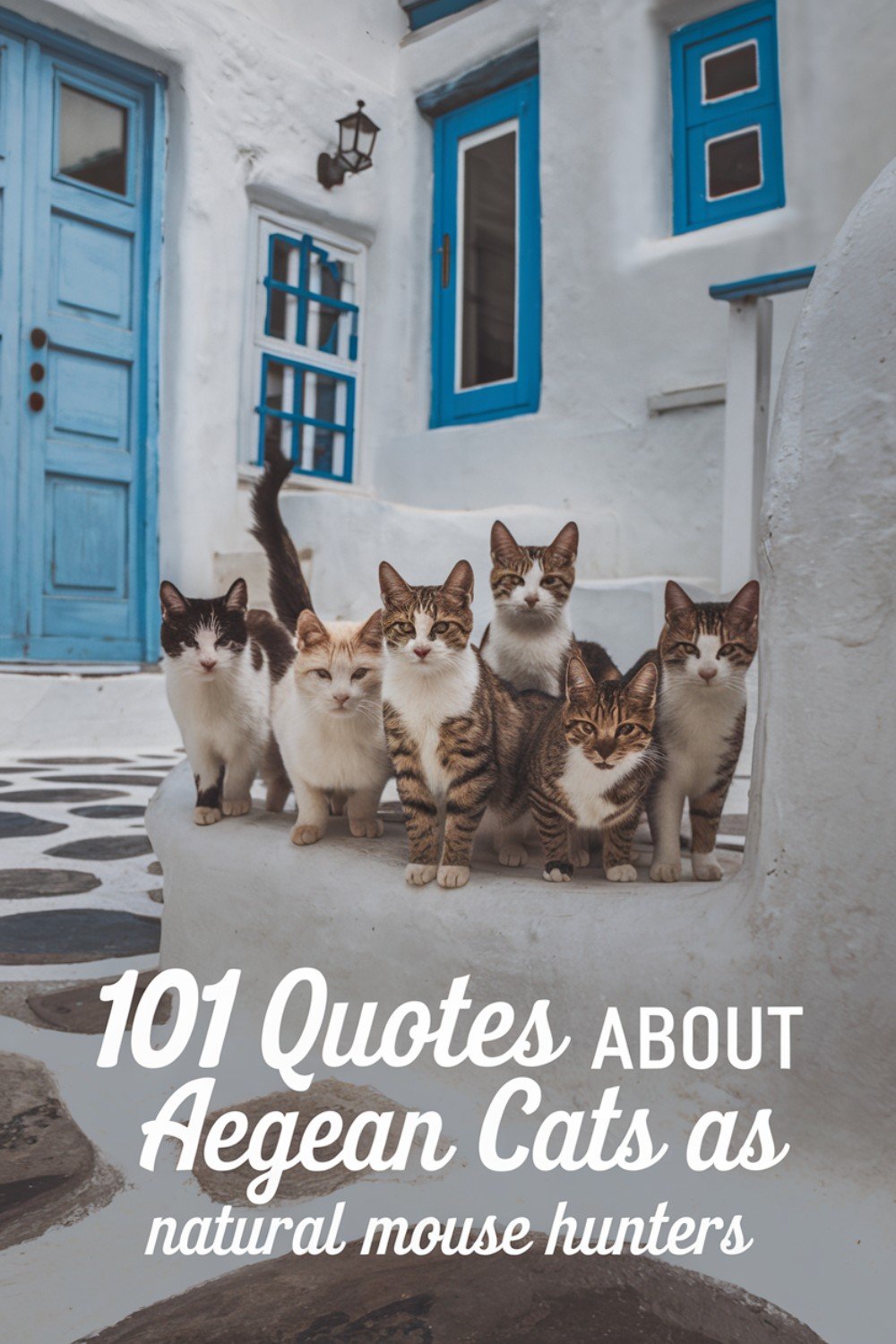 101 Quotes About Aegean Cats as Natural Mouse Hunters