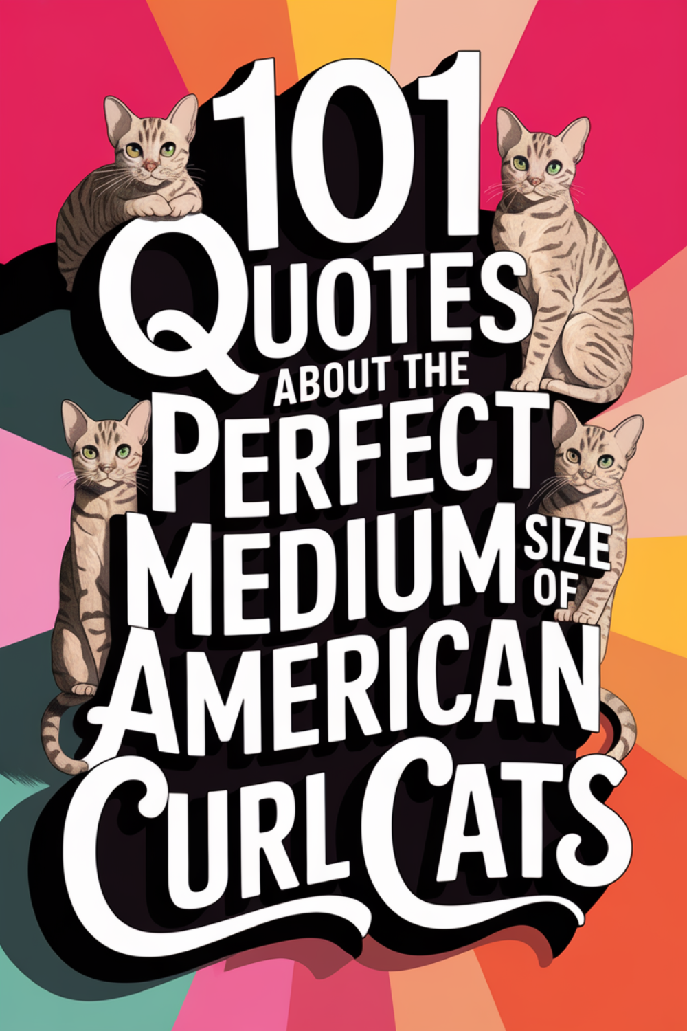 101 Quotes About the Perfect Medium Size of American Curl Cats