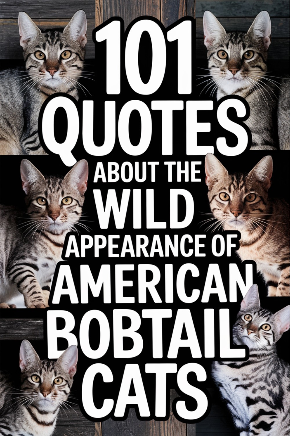 101 Quotes About the Wild Appearance of American Bobtail Cats
