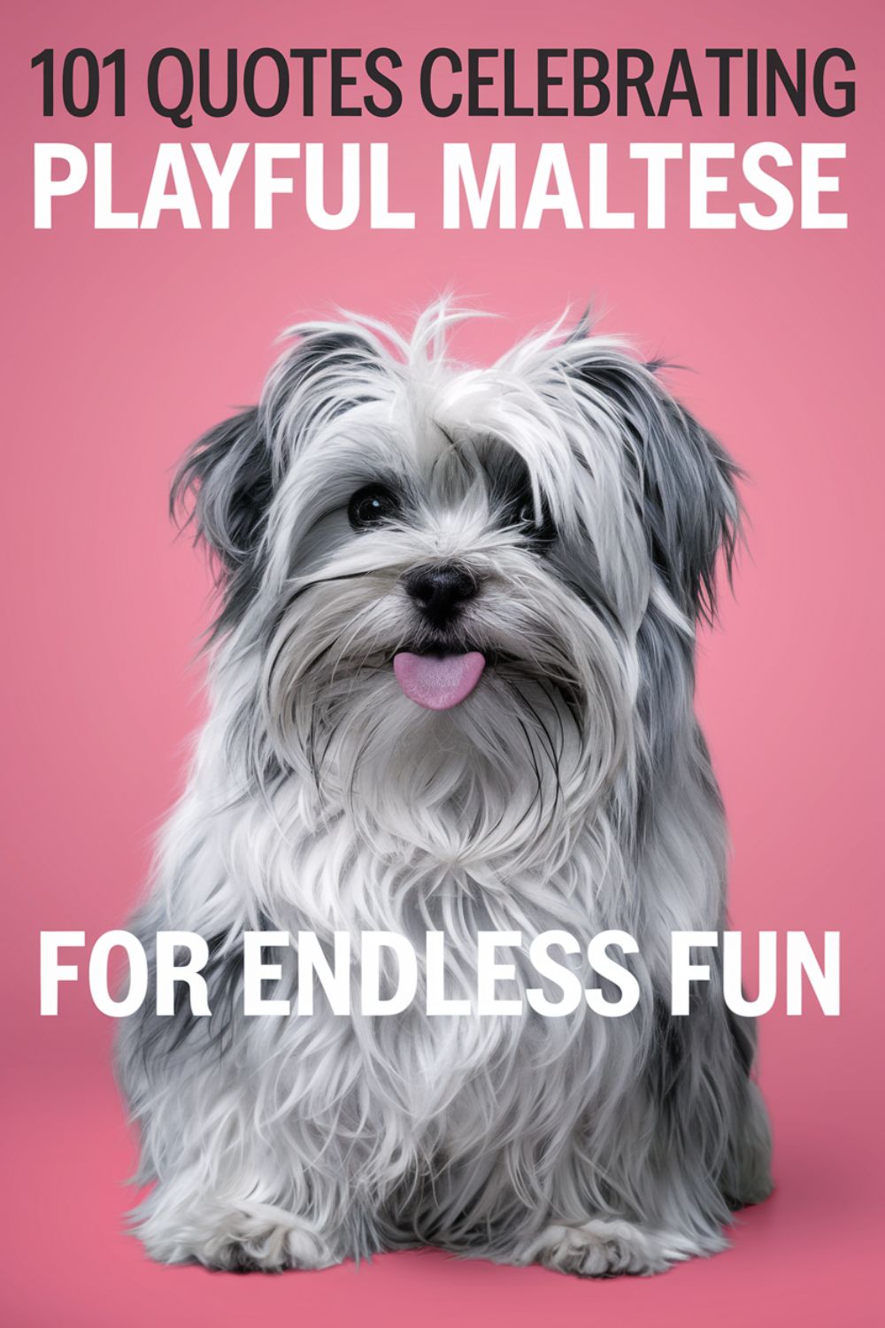 101 Quotes Celebrating Playful Maltese for Endless Fun