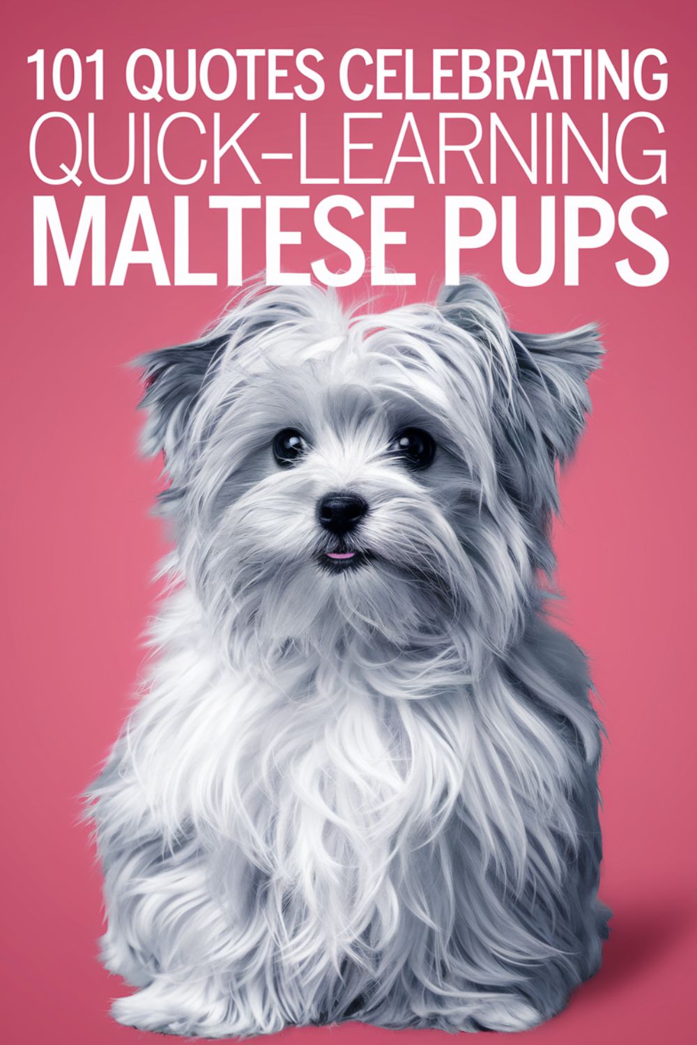 101 Quotes Celebrating Quick-Learning Maltese Pups