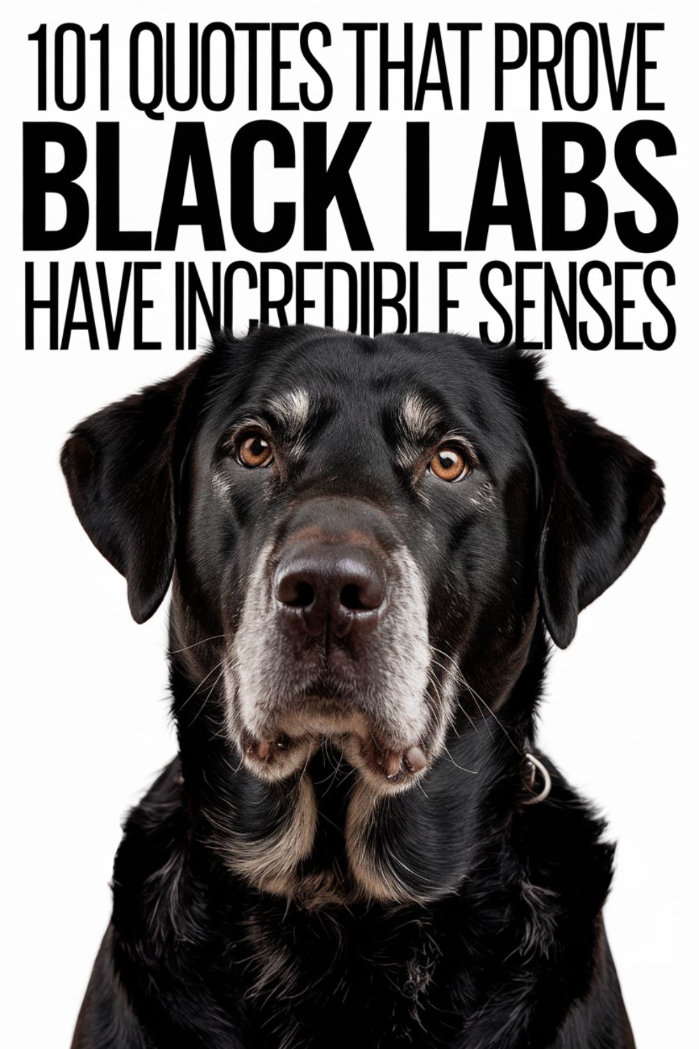101 Quotes That Prove Black Labs Have Incredible Senses