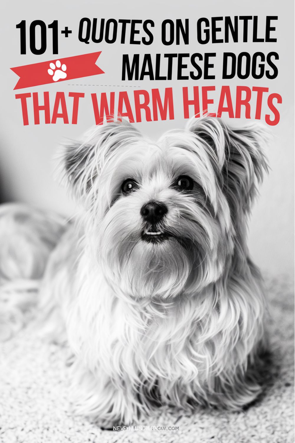 101 Quotes on Gentle Maltese Dogs That Warm Hearts
