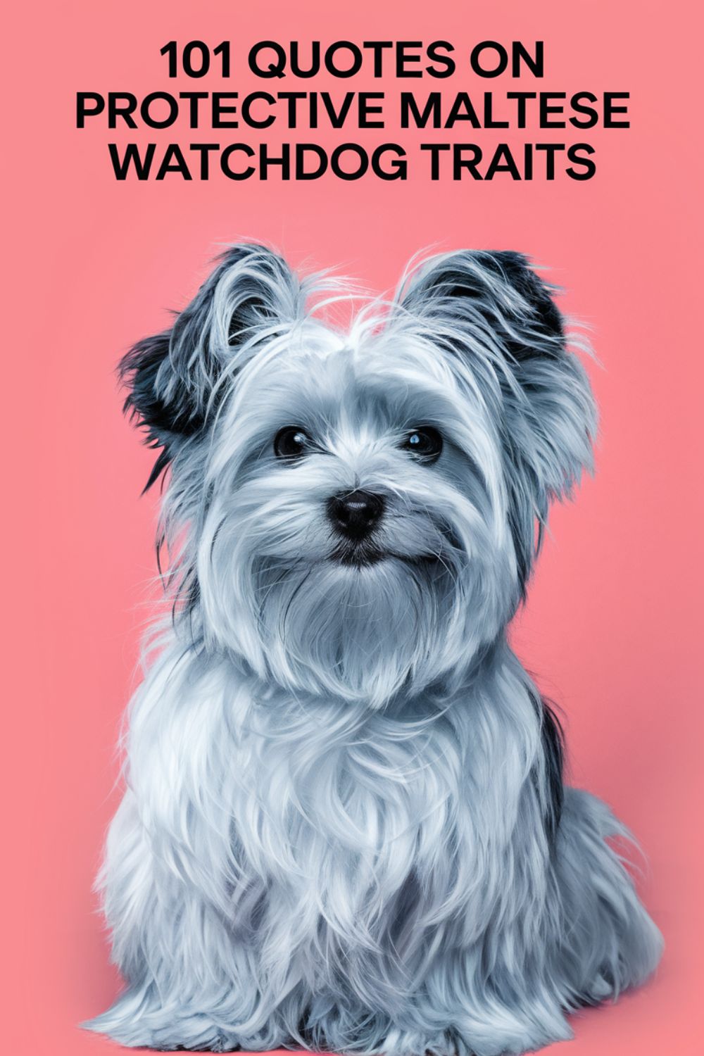101 Quotes on Protective Maltese Watchdog Traits