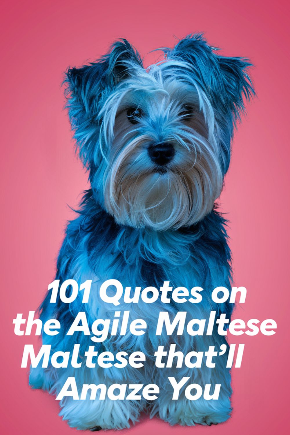 101 Quotes on the Agile Maltese That’ll Amaze You
