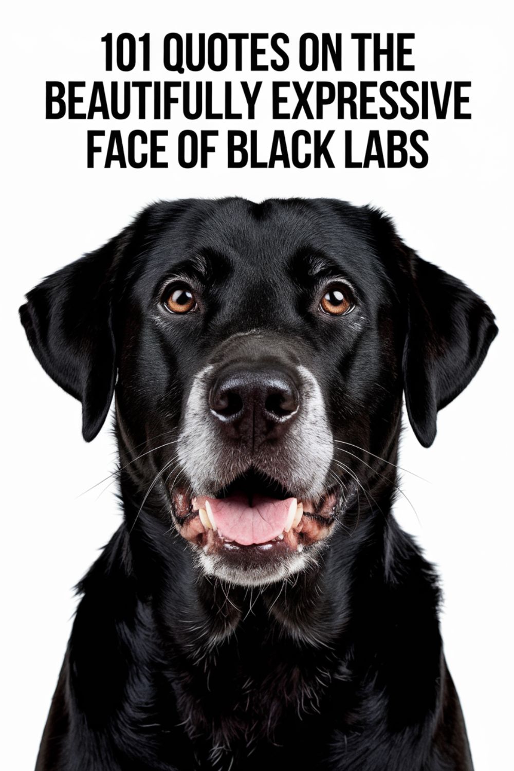 101 Quotes on the Beautifully Expressive Face of Black Labs