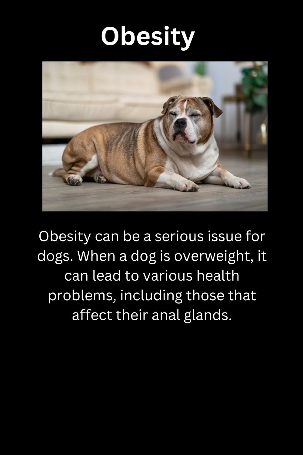Anal Gland Issues