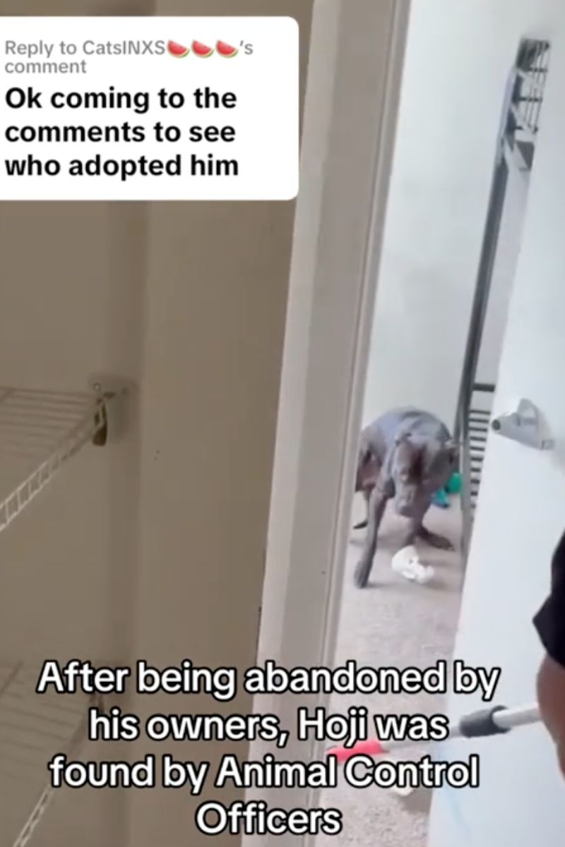 hoji dog being rescued