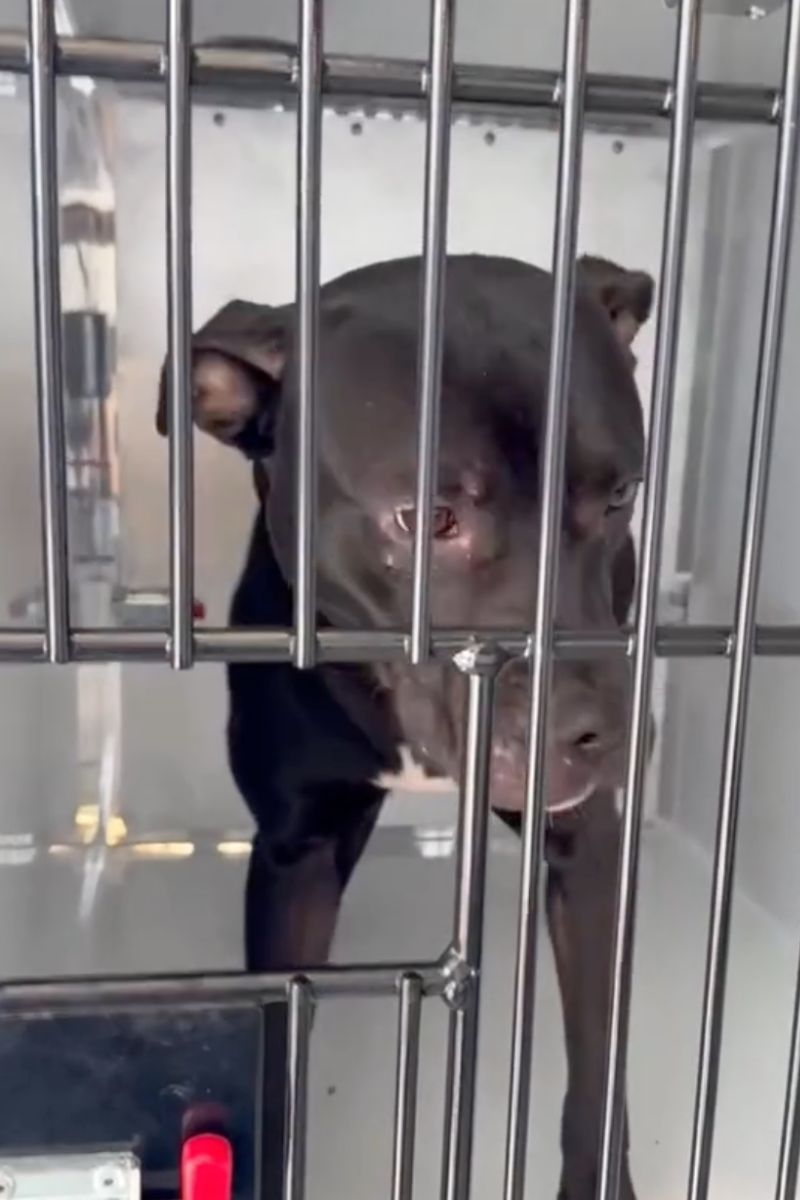 hoji dog being rescued