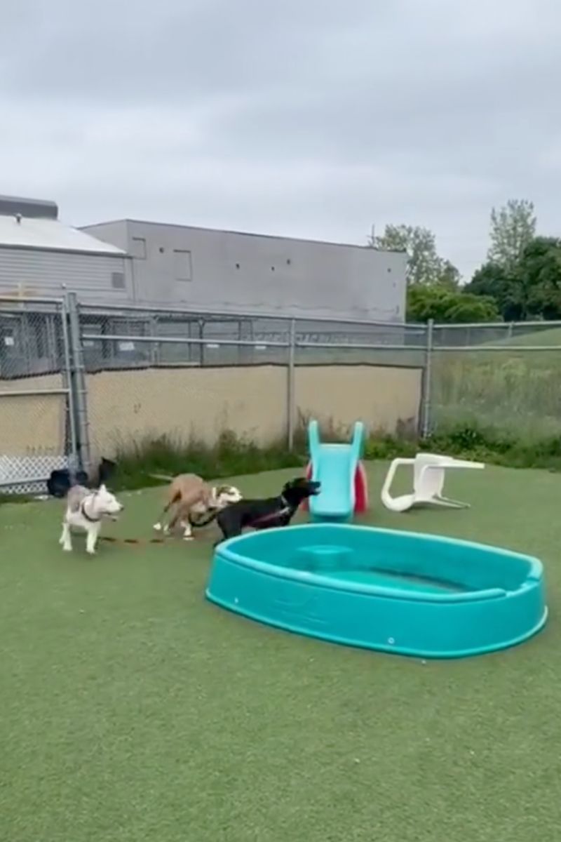 hoji dog being rescued