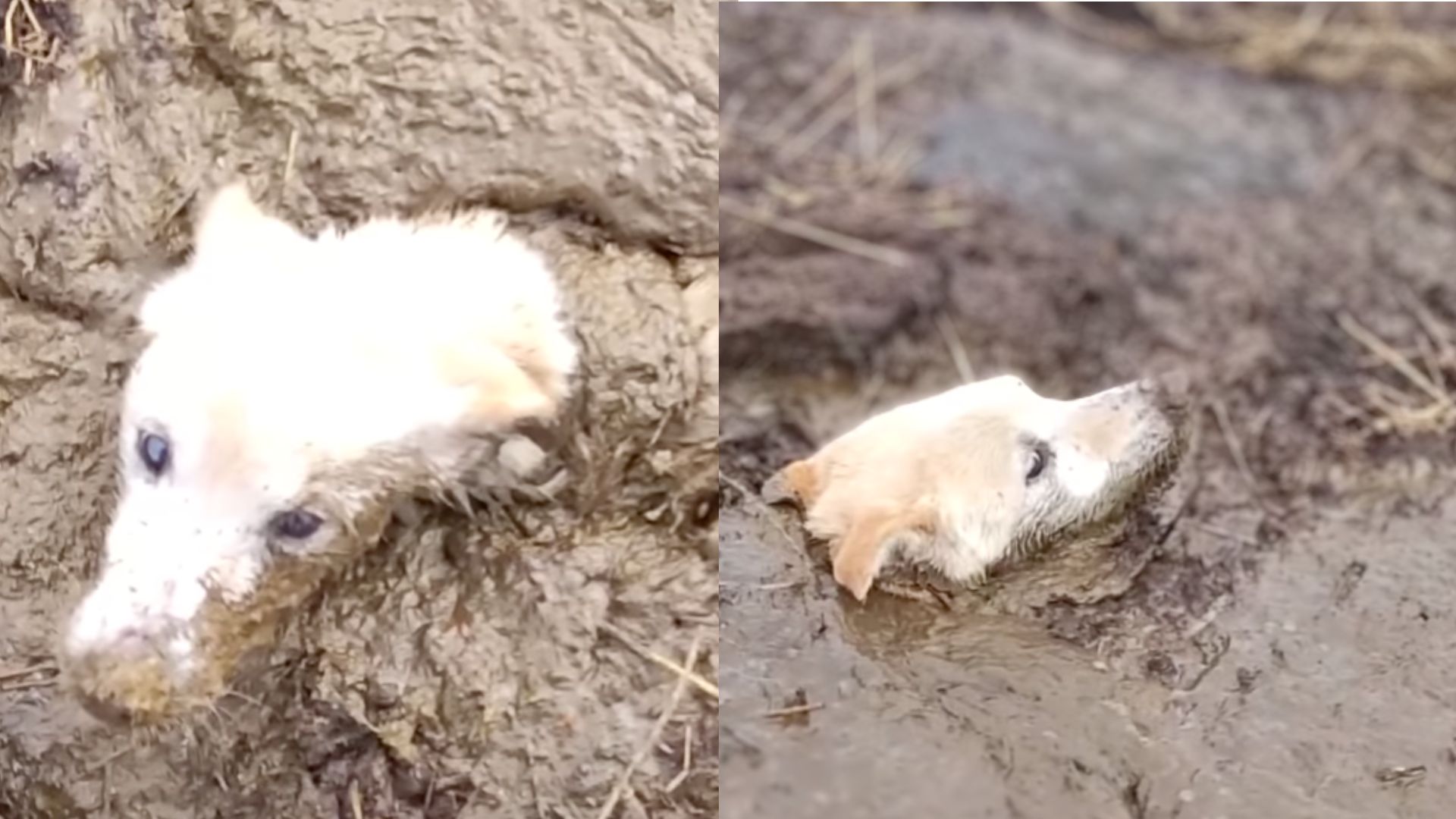 mud dog