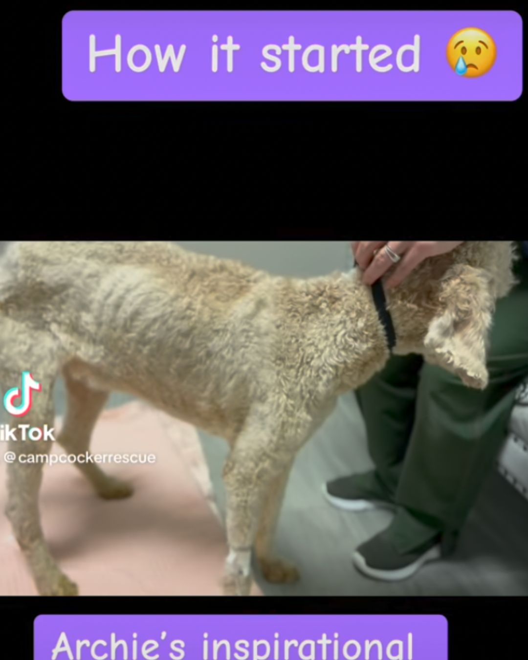 ARCHIE GOLDENDOODLE SKINNY