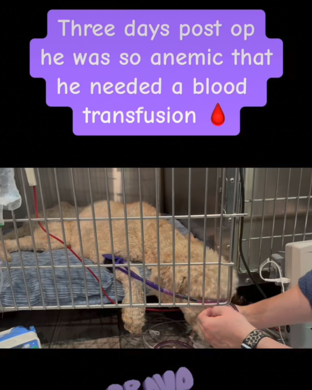 archie goldendoodle blood transfusion