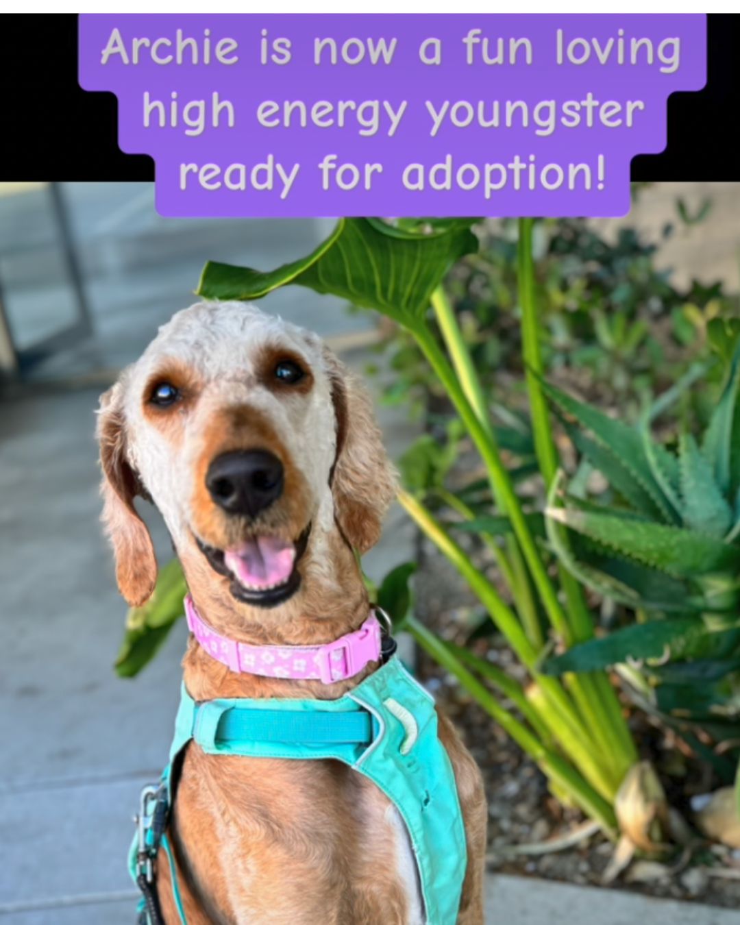 happy archie waiting for adoption
