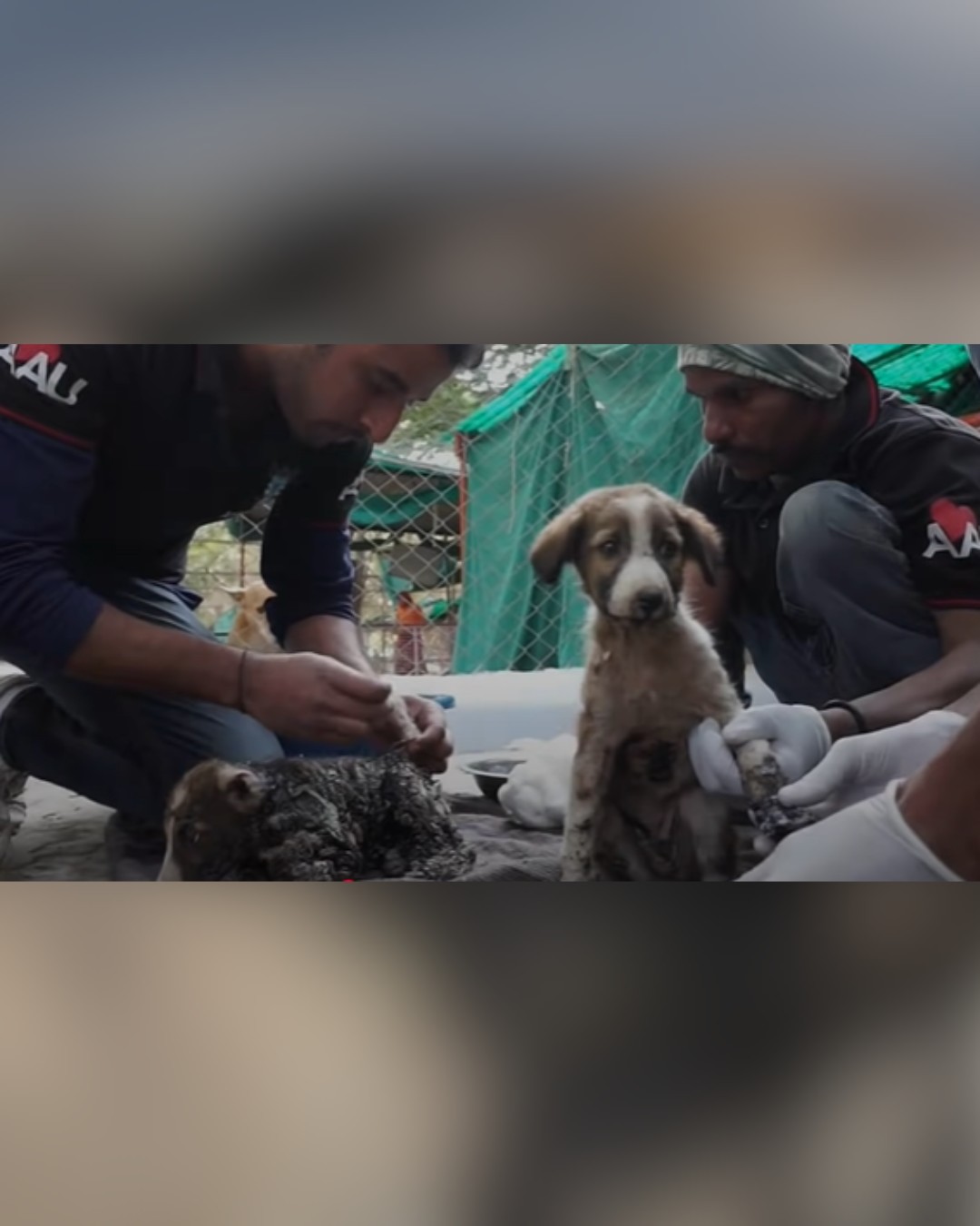 Animal Aid team carefully removing tar from dog