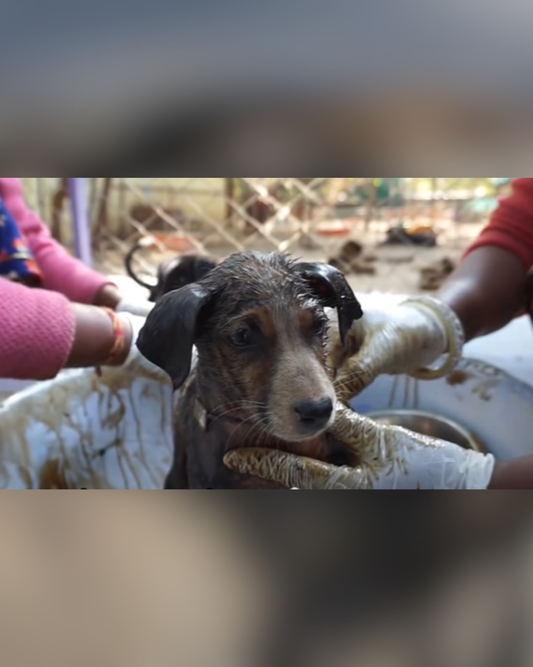 Dog receiving a thorough cleansing bath