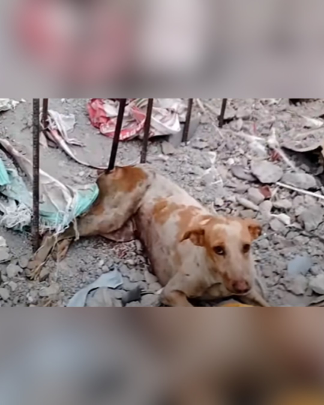 Dog trapped in rubble, waiting for rescue
