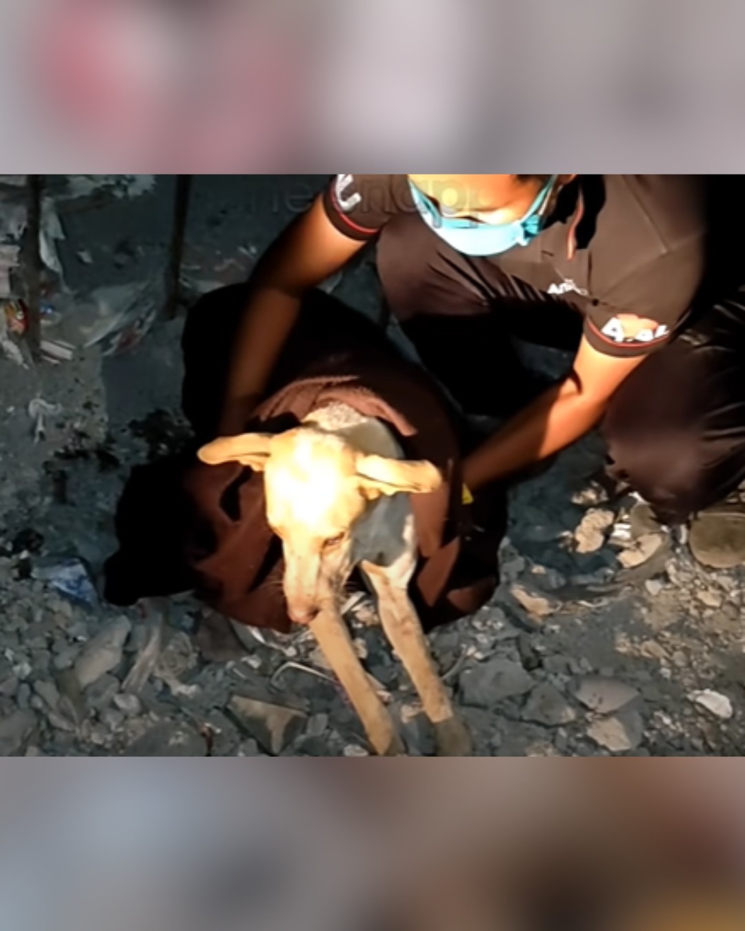 Dog wrapped in blanket after rescue