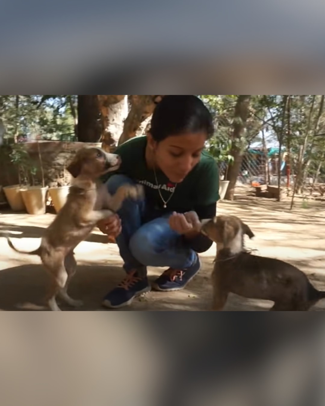 Dogs happily playing with rescuer after recovery